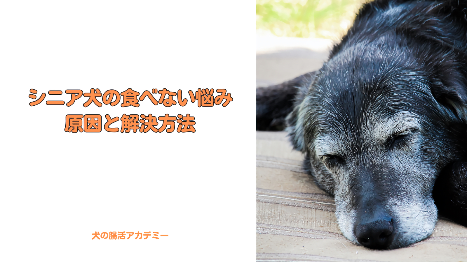 シニア犬の食べない悩みその原因と解決方法