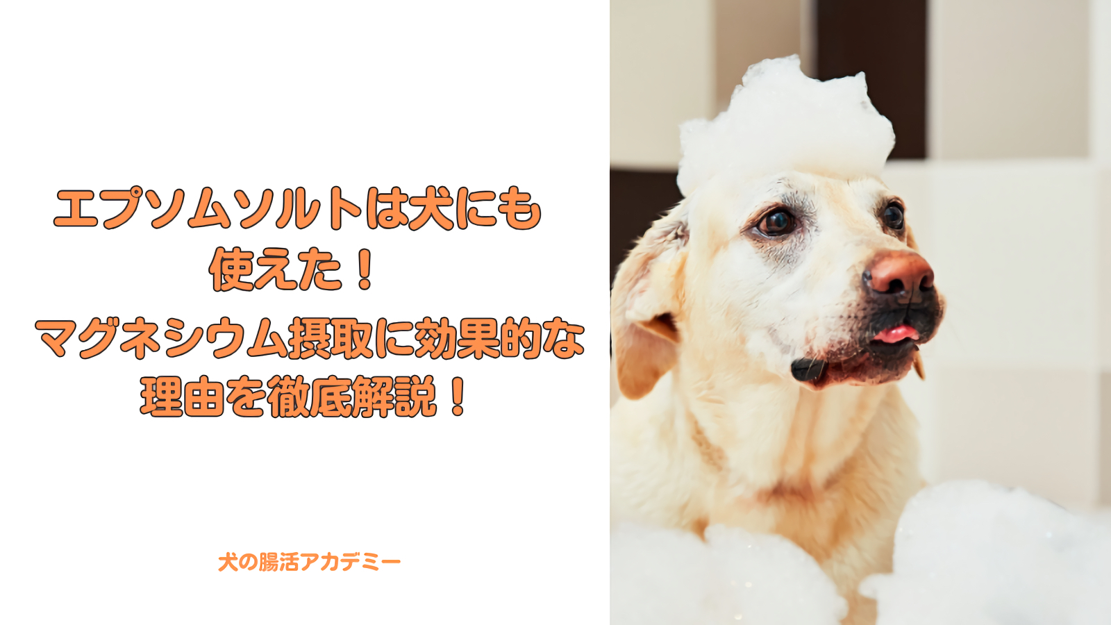 エプソムソルトは犬にも使えた!