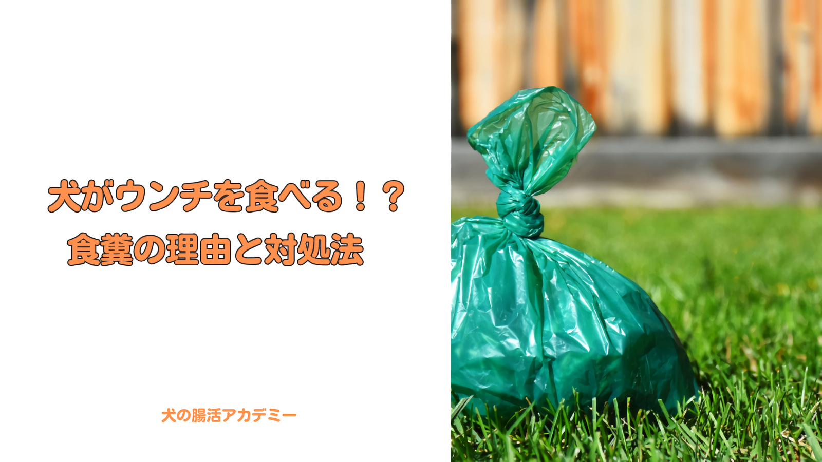 犬がウンチを食べる！？その理由と対処法