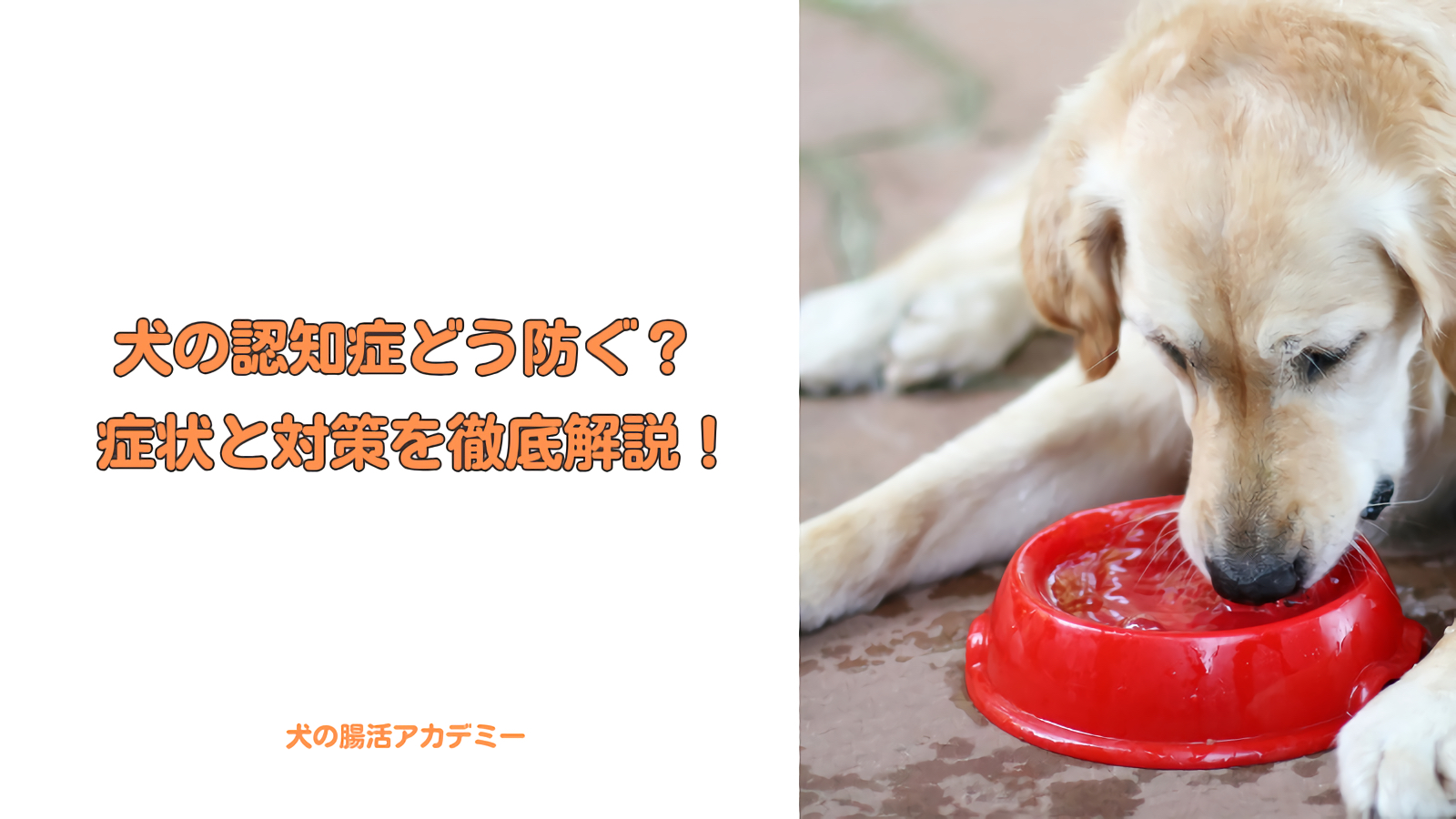 犬の認知症どう防ぐ？対策を徹底解説！