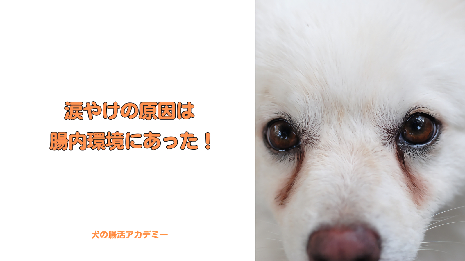 涙やけの原因は腸内環境に合った！