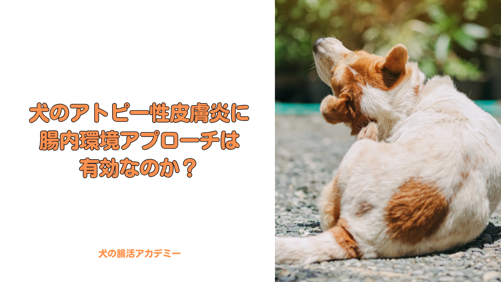 犬のアトピー性皮膚炎に腸内環境アプローチは有効なのか？