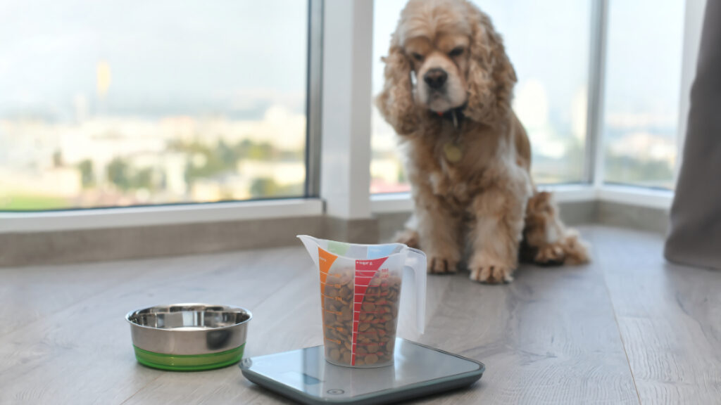 犬のダイエット